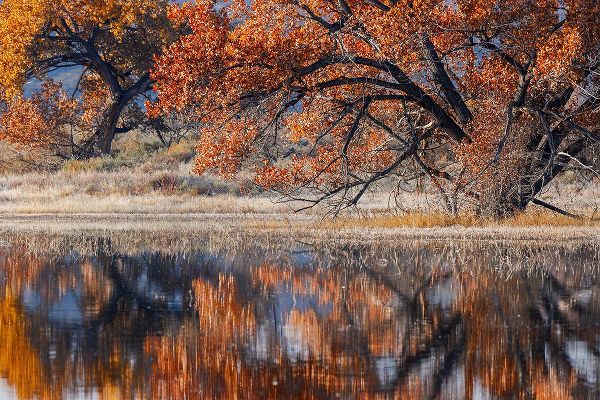 Jones, Adam 아티스트의 Cottonwood tree reflecting on pond-Bosque del Apache National Wildlife Refuge-New Mexico작품입니다.